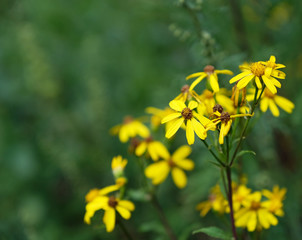 Obraz premium chamomile flowering on background chamomiles flowers behind the blur background
