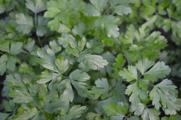 Gardening Home plants, products. Natural. Home garden, flower bed. Parsley. Petroselinum crispum, herb. Popular cooking seasoning