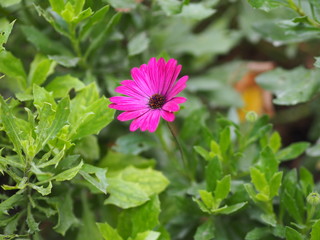 Gerbera , Barberton daisy pink color on burred of nature background space for copy write