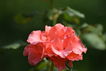  flowers in the garden