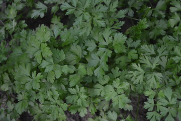 Natural. Home garden. Parsley. Petroselinum crispum, herb. Popular cooking seasoning