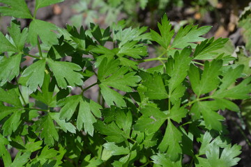 Fototapeta na wymiar Parsley. Gardening. Green. Petroselinum crispum, biennial herb. Popular cooking seasoning