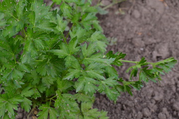 Parsley. Gardening. Home garden, bed. Green leaves, bushes. Petroselinum crispum, biennial herb. Popular cooking seasoning
