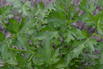 Parsley. Gardening. Home garden, flower bed. House, field, farm. Green leaves, bushes. Petroselinum crispum, biennial herb. Popular cooking seasoning