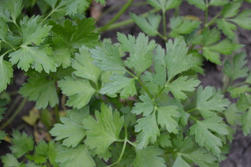 Parsley. Petroselinum crispum, biennial herb. Gardening. Home garden. Popular cooking seasoning