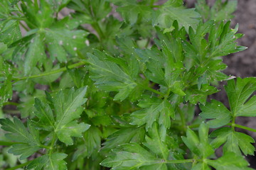Popular cooking seasoning. Gardening. Home garden, flower bed. Parsley. Petroselinum crispum, biennial herb