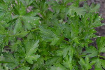 Popular cooking seasoning. Gardening. Home garden. Parsley. Petroselinum crispum, biennial herb