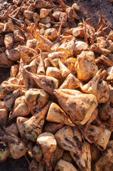 Raw beetroot, after harvest peeled and ready to be washed