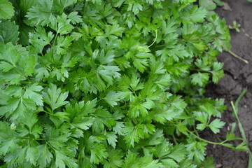 Popular cooking seasoning. Parsley. Petroselinum crispum, biennial herb. Gardening. Green leaves