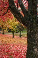 autumn in the park