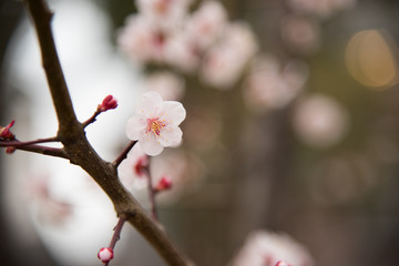 Beautiful Cherry Blossoms in Springtime