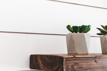 Green plant on a wood shelf with white ship lap background