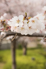 Beautiful Cherry Blossoms in Springtime