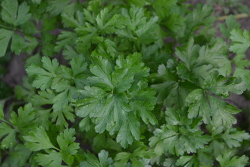 Home garden, flower bed. Gardening. Home plants, products. Natural. Green leaves, bushes. Parsley. Petroselinum crispum, biennial herb. Popular cooking seasoning