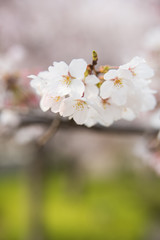 Beautiful Cherry Blossoms in Springtime