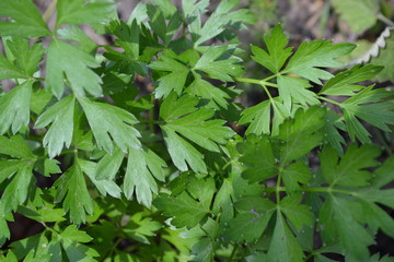 Parsley. Gardening. Green leaves, bushes. Petroselinum crispum, biennial herb. Popular cooking seasoning