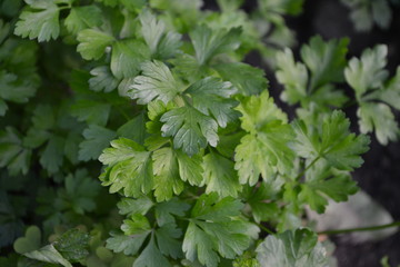 Gardening Home plants, products. Natural. Home garden, flower bed. Green leaves. Parsley. Petroselinum crispum, biennial herb. Popular cooking seasoning