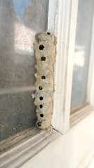 the nest of ceriana wasp