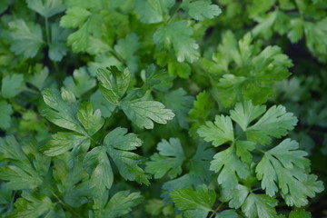 Gardening Home plants, products. Natural. Home garden, flower bed. House, field, farm, village. Green leaves, bushes. Parsley. Petroselinum crispum, biennial herb. Popular cooking seasoning