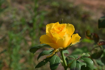  flowers in the garden