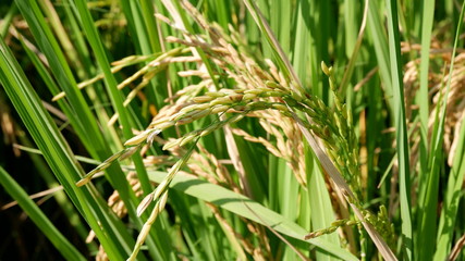 ear of rice, paddy, rice