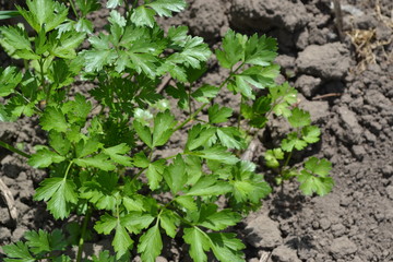 Gardening.  Parsley. Petroselinum crispum, herb. Popular cooking seasoning