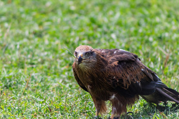 royal kite resting in his innkeeper