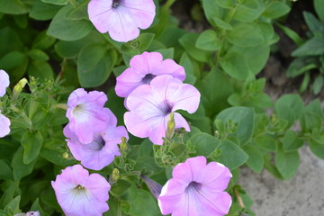 Gardening. Home garden, flower bed. Green. Petunia flower. Blooming petunia hybrid. Herbaceous or semi-shrub perennial plant of the family Solanaceae