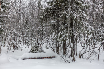 Trees under snow, winter park at Nord