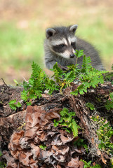 Naklejka premium A tiny baby raccoon sits on a fallen tree covered with ferns and fungus.