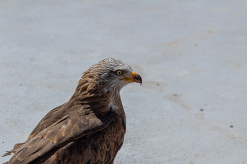 royal kite resting in his innkeeper