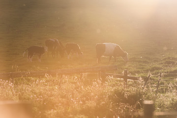 Cattle against the setting sun