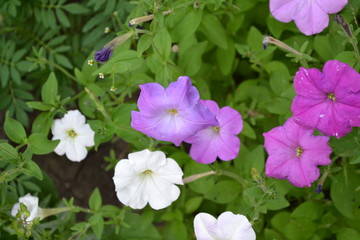 Gardening. Home garden, flower bed. Green leaves, bushes. Petunia flower. Blooming petunia hybrid. Herbaceous or semi-shrub perennial plant of the family Solanaceae. House, field