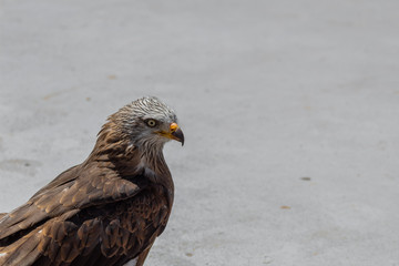 royal kite resting in his innkeeper