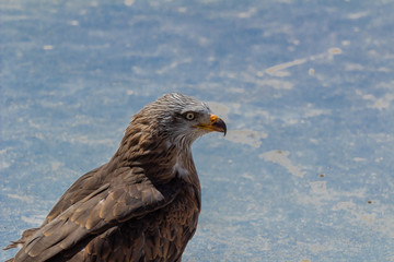 royal kite resting in his innkeeper