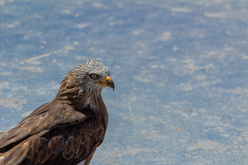 royal kite resting in his innkeeper