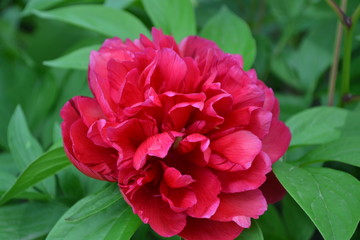 Home garden, flower bed. Gardening. Green. Flower Peony. Paeonia, herbaceous perennials and deciduous shrubs. Red flowers