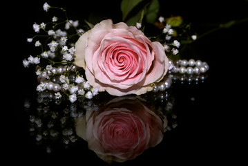 rose pink pearl glass reflection black background