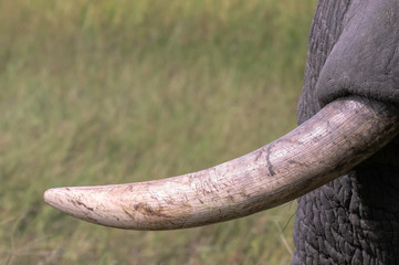 Close up of an elephant tusk, showing its many sratches, scrapes, and battle scars.  Image taken in...