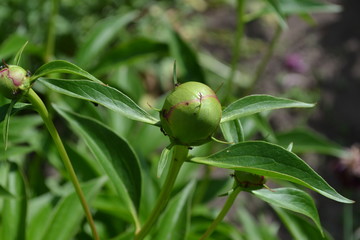 Home garden, flower bed. House, field, farm. Gardening. Green leaves, bushes. Flower Peony. Paeonia, herbaceous perennials and deciduous shrubs. Young buds