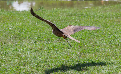 royal kite resting in his innkeeper