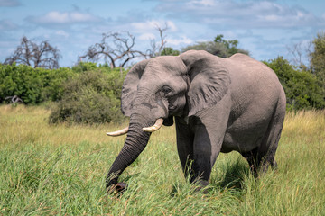 Fototapeta na wymiar A large male elephant eating grass in a clearing. Image taken in the Okavango Delta, Botswana.