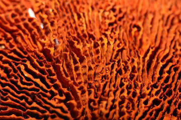 Dried mushroom potpourri cup abstract close up fifty megapixels high quality prints