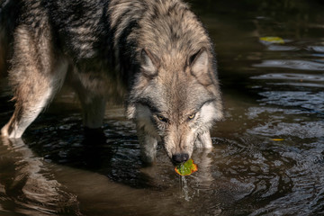 An adult Gray Wolf (also known as a Timber Wolf) stopping to take a drink in a pond, and coming up with a leaf in its mouth. © Lori Labrecque