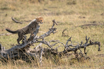 Obraz na płótnie Canvas A tiny cheetah cub stands on the branch of a fallen tree. Image taken in the Masai Mara, Kenya.