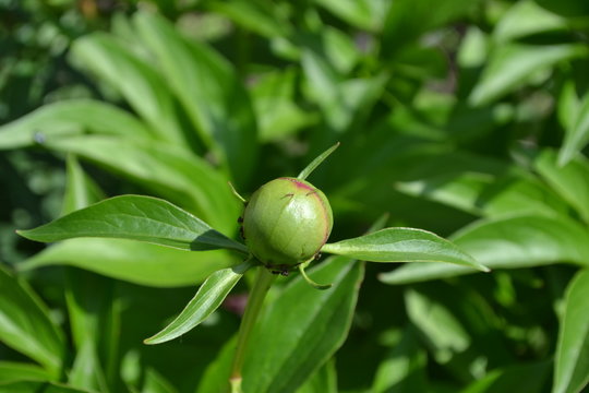 Gardening. Flower Peony. Paeonia, herbaceous perennials and deciduous shrubs. Young buds