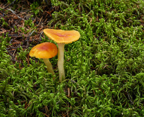 Macro photograph of two orange - brown colored mushrooms in a forest setting surrounded by green moss and scattered pine needles.