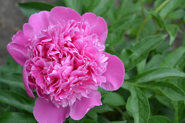 Gardening Home garden, flower bed. House, field. Green leaves, bushes. Flower Peony. Paeonia, herbaceous perennials and deciduous shrubs. Pink flowers
