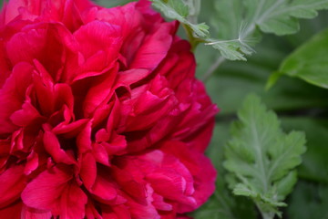 Gardening Home garden, flower bed. House. Green leaves, bushes. Flower Peony. Paeonia, herbaceous perennials and deciduous shrubs. Red flowers