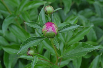 Gardening. Home garden, flower bed. House, field, farm, village. Green leaves, bushes. Flower Peony. Paeonia, herbaceous perennials and deciduous shrubs. Young buds